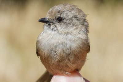 Bushtit (Psaltriparus minimus)