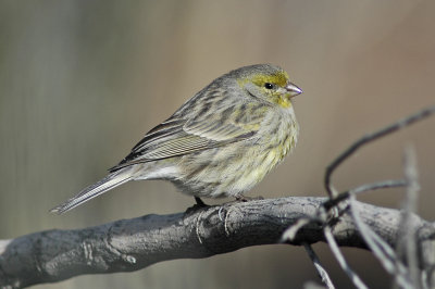 low res Atlantic Canary not reduced (2).jpg