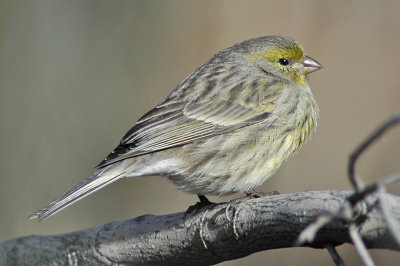 low res Atlantic Canary not reduced (3).jpg