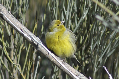 low res Atlantic Canary not reduced (4).jpg