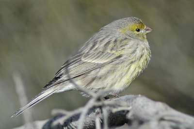 low res Atlantic Canary not reduced (5).jpg