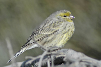 low res Atlantic Canary not reduced (6).jpg