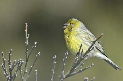 low res Atlantic Canary not reduced (7).jpg