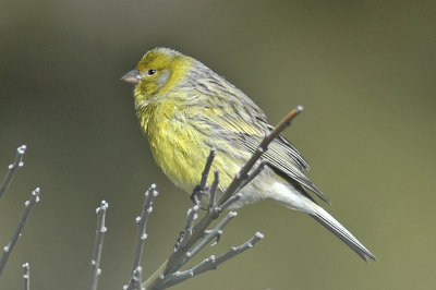 low res Atlantic Canary not reduced (8).jpg