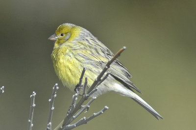 low res Atlantic Canary not reduced (9).jpg