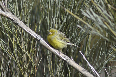low res Atlantic Canary not reduced.jpg
