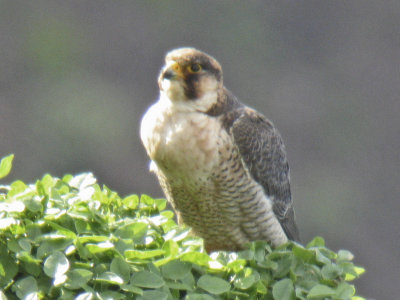 low res Barbary Falcon not reduced (2).jpg