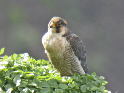 low res Barbary Falcon not reduced (3).jpg
