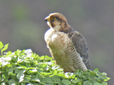 low res Barbary Falcon not reduced (4).jpg