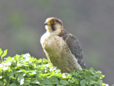 low res Barbary Falcon not reduced (5).jpg