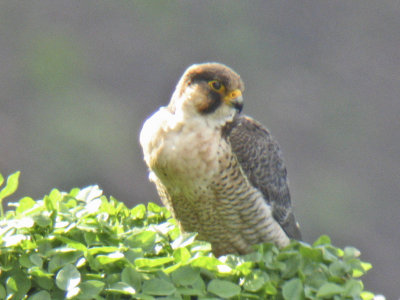 low res Barbary Falcon not reduced (6).jpg