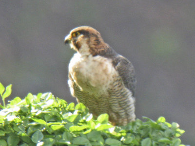 low res Barbary Falcon not reduced (8).jpg