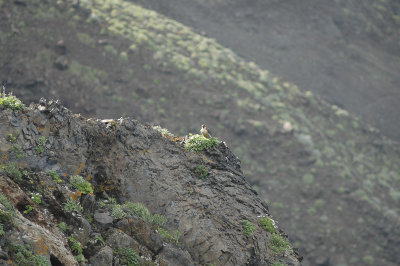 low res Barbary Falcon not reduced.jpg