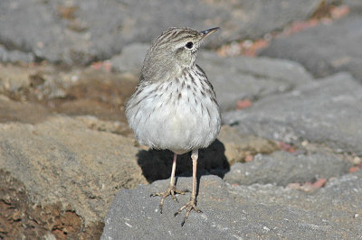 low res Berthelot's Pipit not reduced (2).jpg