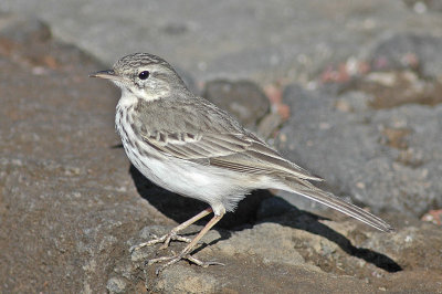 low res Berthelot's Pipit not reduced (4).jpg
