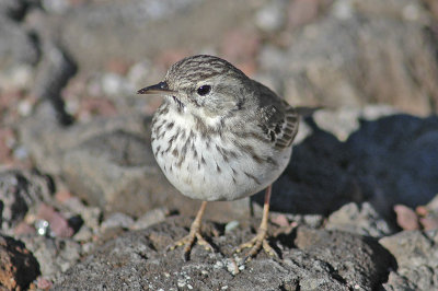 low res Berthelot's Pipit not reduced (5).jpg