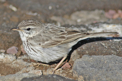 low res Berthelot's Pipit not reduced (7).jpg