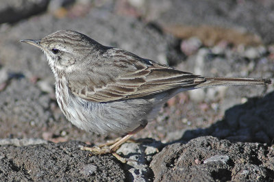 low res Berthelot's Pipit not reduced (9).jpg