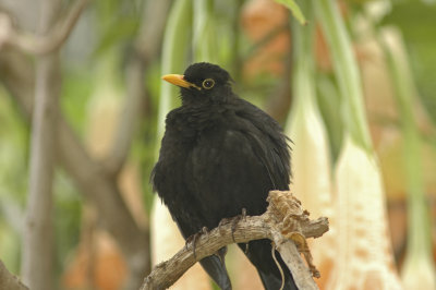 low res Blackbird not reduced.jpg