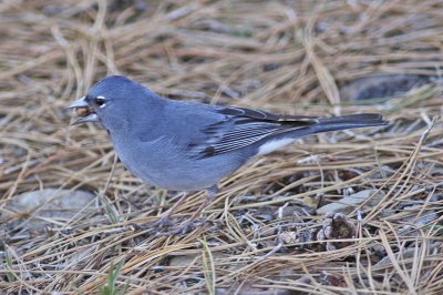 low res Blue Chaffinch not reduced (3).jpg