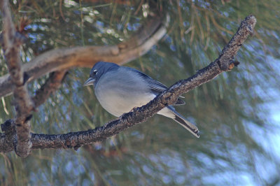 low res Blue Chaffinch not reduced (4).jpg