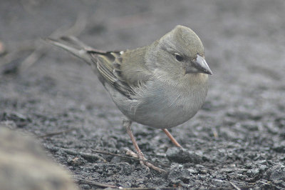 low res Blue Chaffinch not reduced (8).jpg