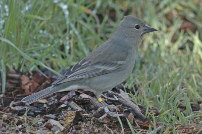low res Blue Chaffinch not reduced (9).jpg