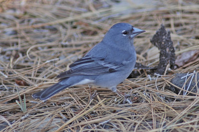 low res Blue Chaffinch not reduced.jpg