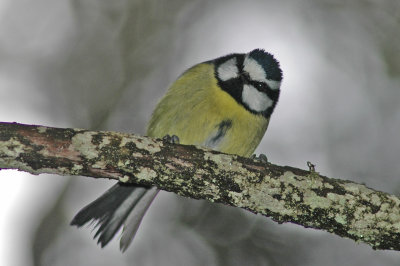 low res Blue Tit not reduced (2).jpg