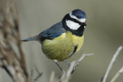 low res Blue Tit not reduced (4).jpg