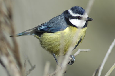 low res Blue Tit not reduced (5).jpg