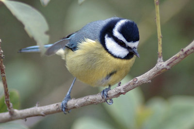 low res Blue Tit not reduced (6).jpg