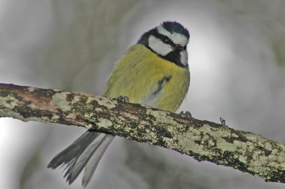 low res Blue Tit not reduced.jpg