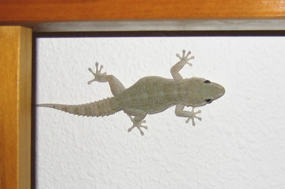 low res Canary Gecko not reduced.jpg