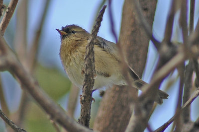 low res Chiffchaff not reduced (2).jpg