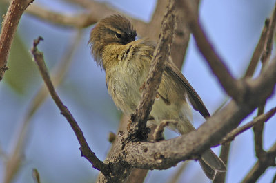 low res Chiffchaff not reduced.jpg