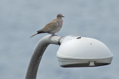low res Collared Dove not reduced (2).jpg
