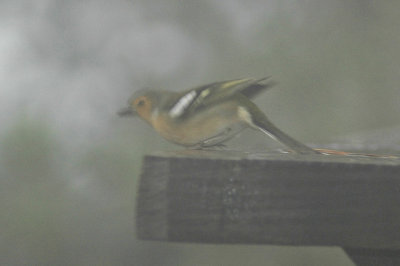 low res Common Chaffinch not reduced (2).jpg