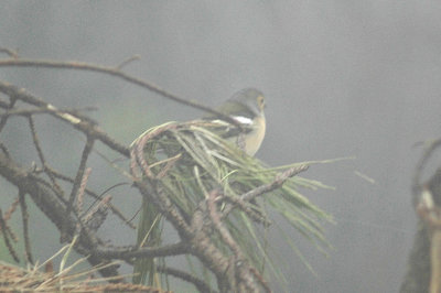 low res Common Chaffinch not reduced (3).jpg