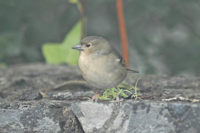 low res Common Chaffinch not reduced (4).jpg