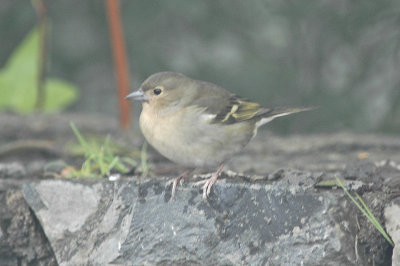low res Common Chaffinch not reduced (5).jpg