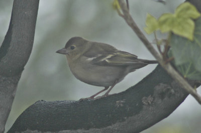 low res Common Chaffinch not reduced (6).jpg