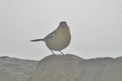 low res Common Chaffinch not reduced.jpg