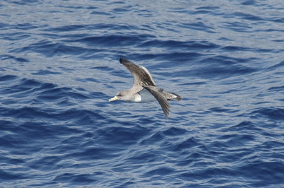 low res Cory's Shearwater not reduced (10).jpg