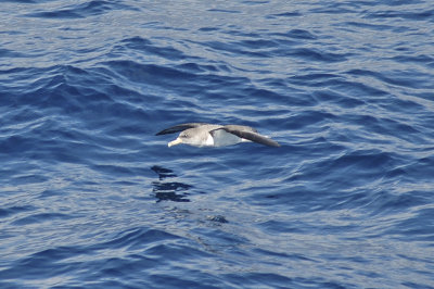 low res Cory's Shearwater not reduced (3).jpg