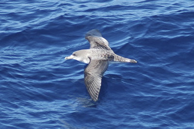 low res Cory's Shearwater not reduced (5).jpg