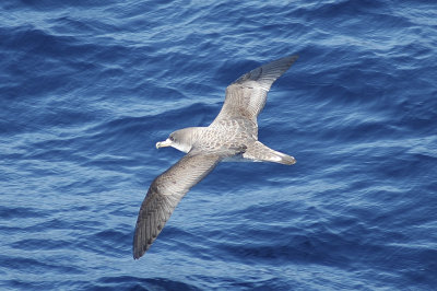 low res Cory's Shearwater not reduced (6).jpg