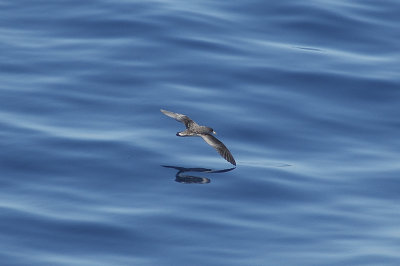 low res Cory's Shearwater not reduced (7).jpg