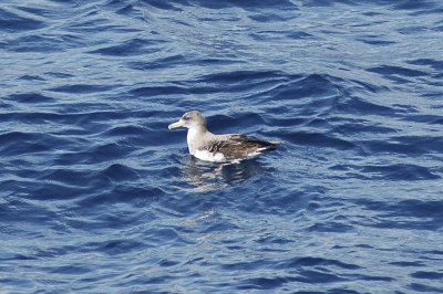 low res Cory's Shearwater not reduced (8).jpg