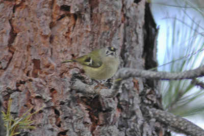 low res Goldcrest not reduced (2).jpg